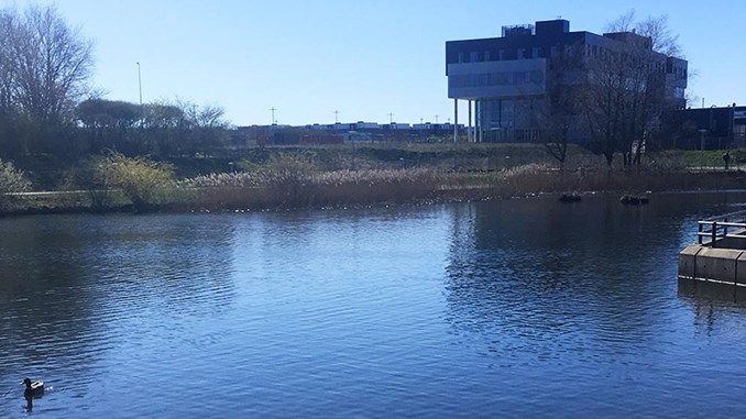 Søen foran Aalborg Universitet, der ses i baggrunden