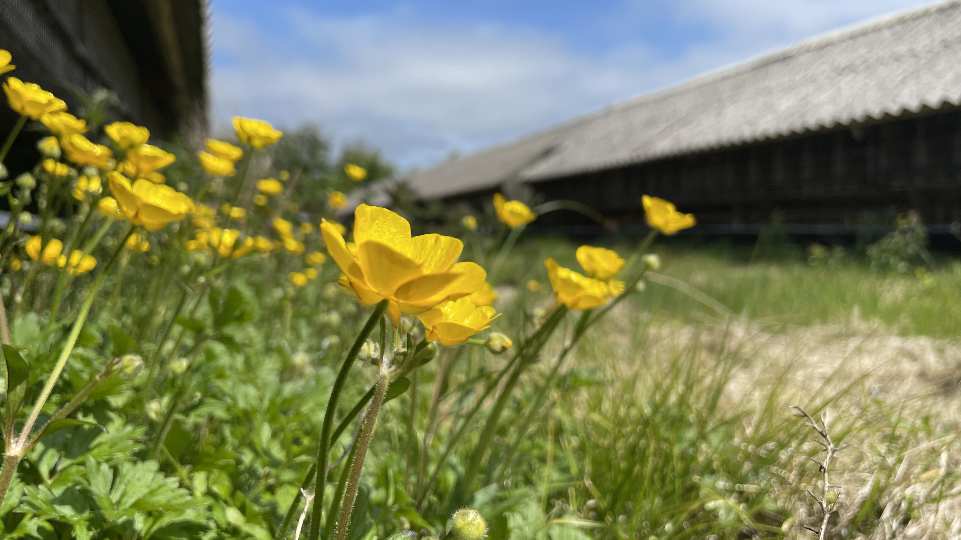 Smørblomster