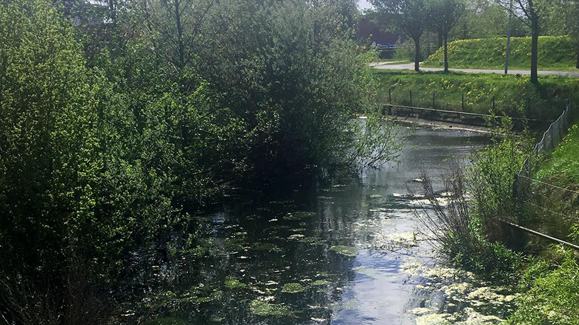 Kanal ved Aalborg Universitet med åkander og buske og bevoksning op ad skrænten. Em grussti ses i baggrunden